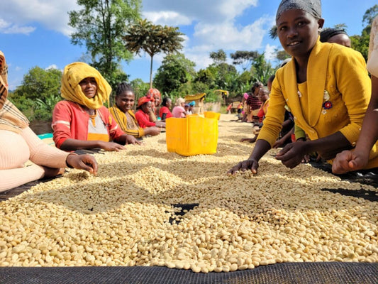ETHIOPIA - Danche Natural - £25.00/kg