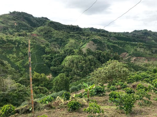 COLOMBIA - Palmera - £21.00/kg