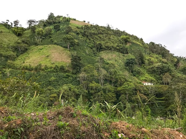 COLOMBIA - Palmera - £21.00/kg