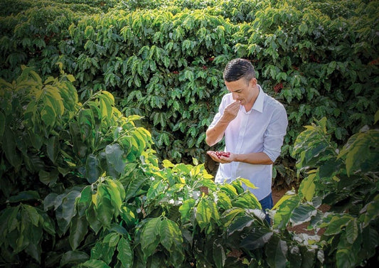 BRAZIL - Pau Natural - £19.00/kg