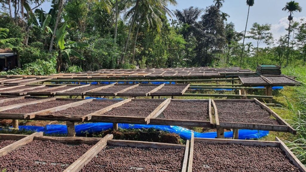 Walida Natural (JAN 25)